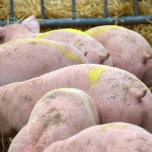 Biosicurezza in allevamento