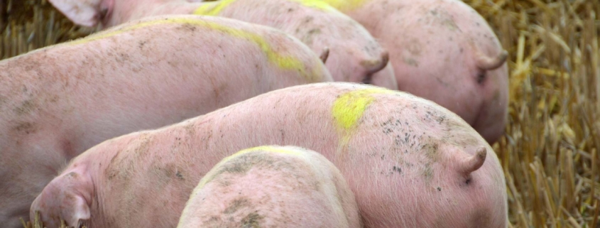 Biosicurezza in allevamento