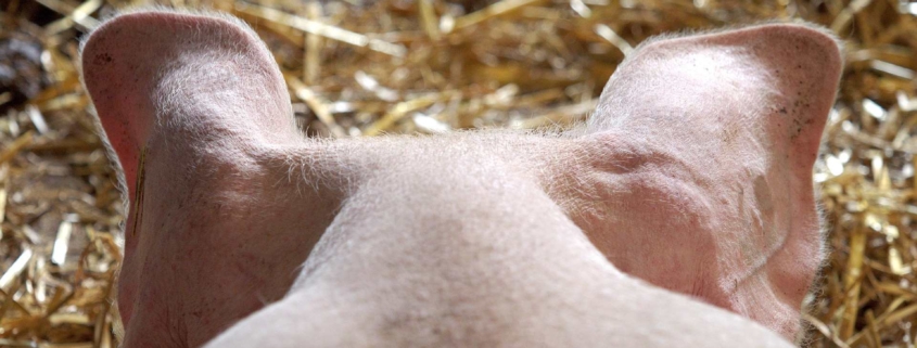 biosicurezza danimarca