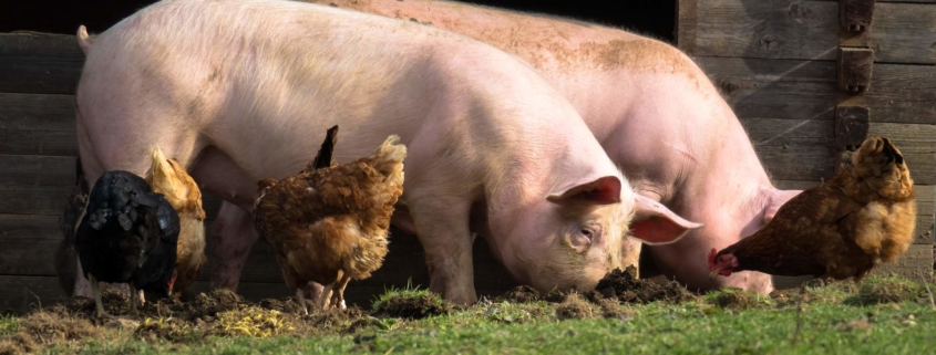 giornata della suinicoltura 2018