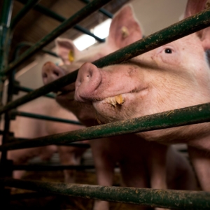 giornata della suinicoltura 2018