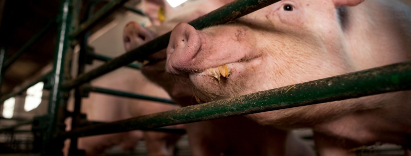 giornata della suinicoltura 2018