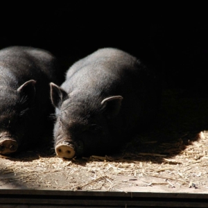 antibioticoresistenza