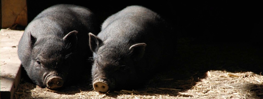 antibioticoresistenza