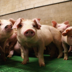 giornata suinicoltura storia