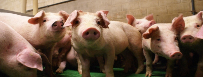 giornata suinicoltura storia