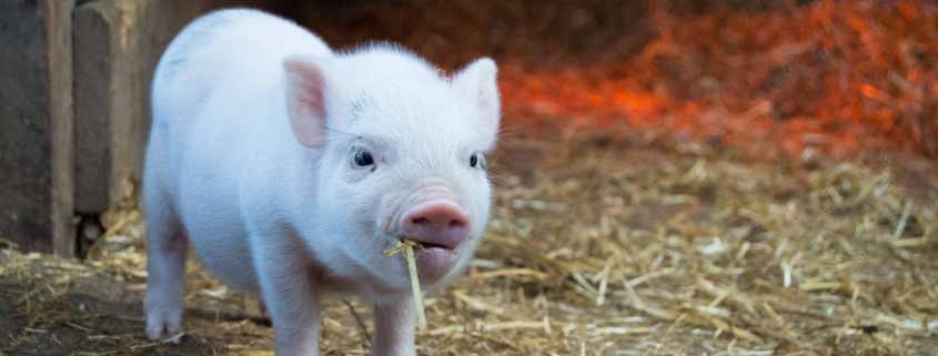 giornata della suinicoltura