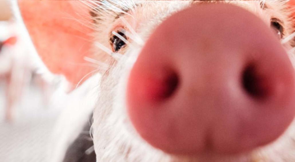 giornata della suinicoltura