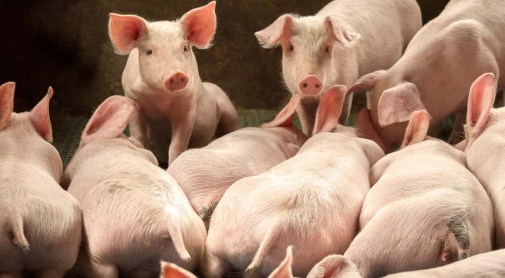 giornata della suinocoltura